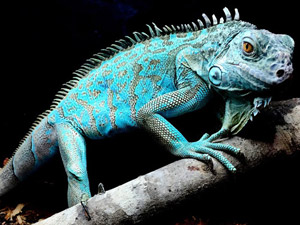 rare 1st generation 1997 iggy the iguana wrong fabric color pvc